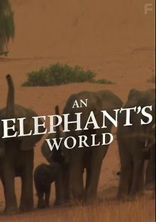 Почти человек: жизнь слона