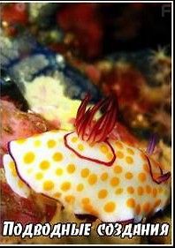 Подводные создания