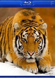 Поле боя хищников