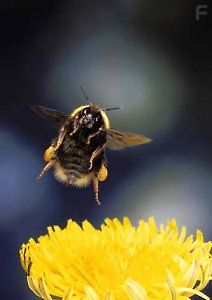 Полёт шмеля