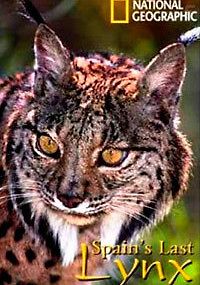 Последняя рысь Испании