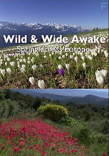 Пробуждение дикой природы - европейская весна