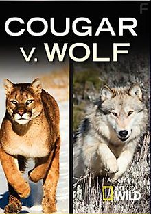 Пума против волка