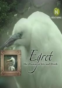 История жизни белой цапли
