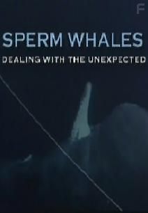 Рассказ одинокого кашалота