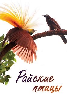 Райские птицы