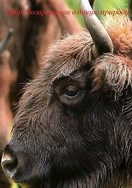 RTG. Зубр. Возвращение в дикую природу