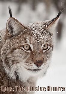 Рысь - хитрый охотник