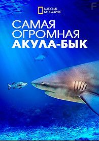 Самая огромная акула-бык