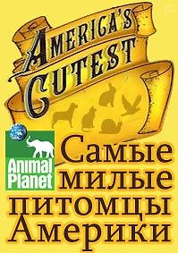 Самые милые питомцы Америки