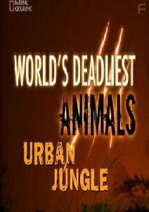 Самые опасные животные: Городские джунгли
