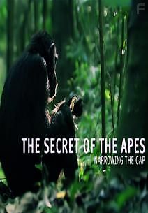 Секреты обезьян. Сокращая разрыв