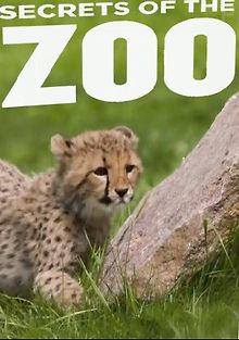 Секреты зоопарка. Беги, гепард, беги