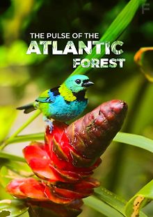 Сердцебиение атлантического леса
