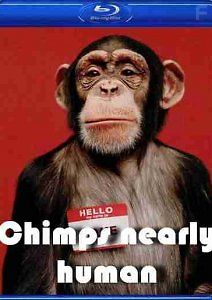 Шимпанзе: почти люди