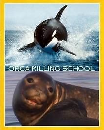 Школа охоты косаток