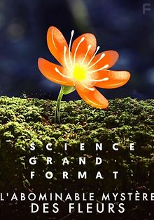 Сила цветов. Удивительная загадка