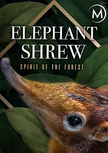 Слоновая землеройка: дух леса