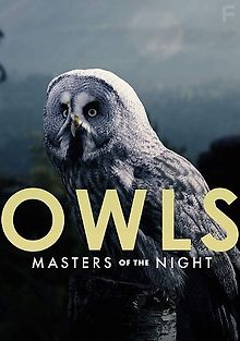 Совы: повелители ночи