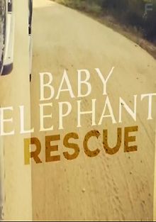 Спасение слонёнка