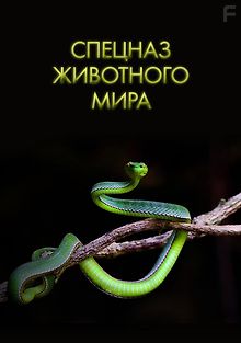 Спецназ животного мира