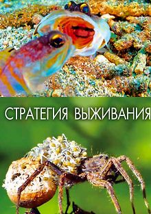Стратегия выживания