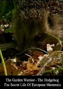 Страж сада - ёж