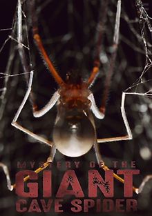 Тайна гигантского пещерного паука
