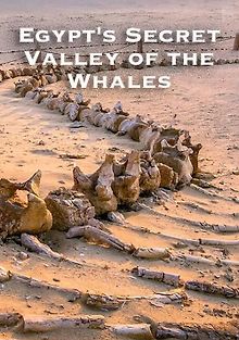 Тайная долина китов в Египте