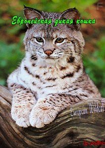 Тайная жизнь Eвропейских млекопитающих: Европейская дикая кошка