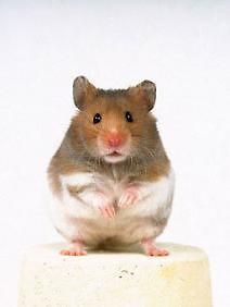 Тайная жизнь Европейских млекопитающих: Хомяк