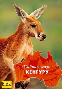 Тайная жизнь кенгуру