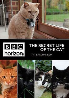 Тайная жизнь кошек