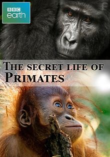 Тайная жизнь приматов