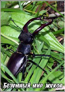 Тайны природы. Безумный мир жуков