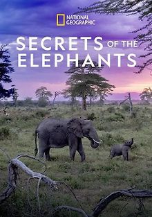 Тайны слонов