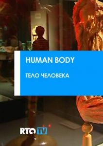 Тело человека