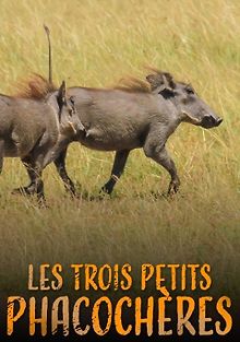 Три маленьких бородавочника