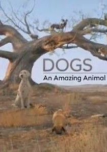 Удивительное семейство псовых