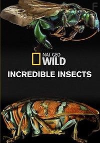 Удивительные насекомые