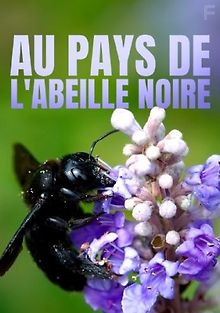 В царстве черной пчелы