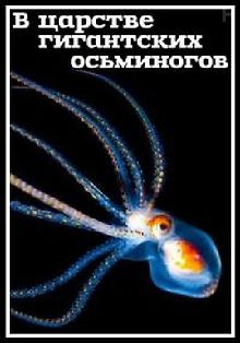 В царстве гигантских осьминогов