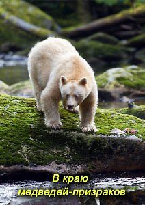 В краю медведей-призраков