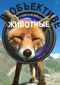 В объективе - животные