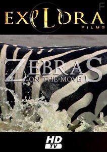 Великий поход зебр