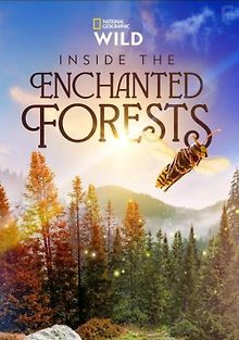 Внутри Заколдованных Лесов