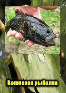 Волжская рыбалка. Зима на Нижней Волге