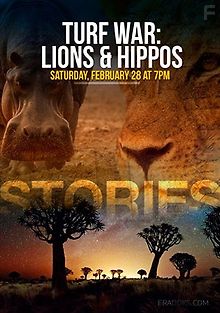 Война за территорию. Львы и бегемоты