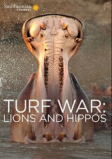 Война за территорию. Львы и бегемоты