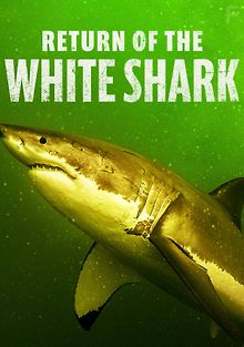 Возвращение белой акулы